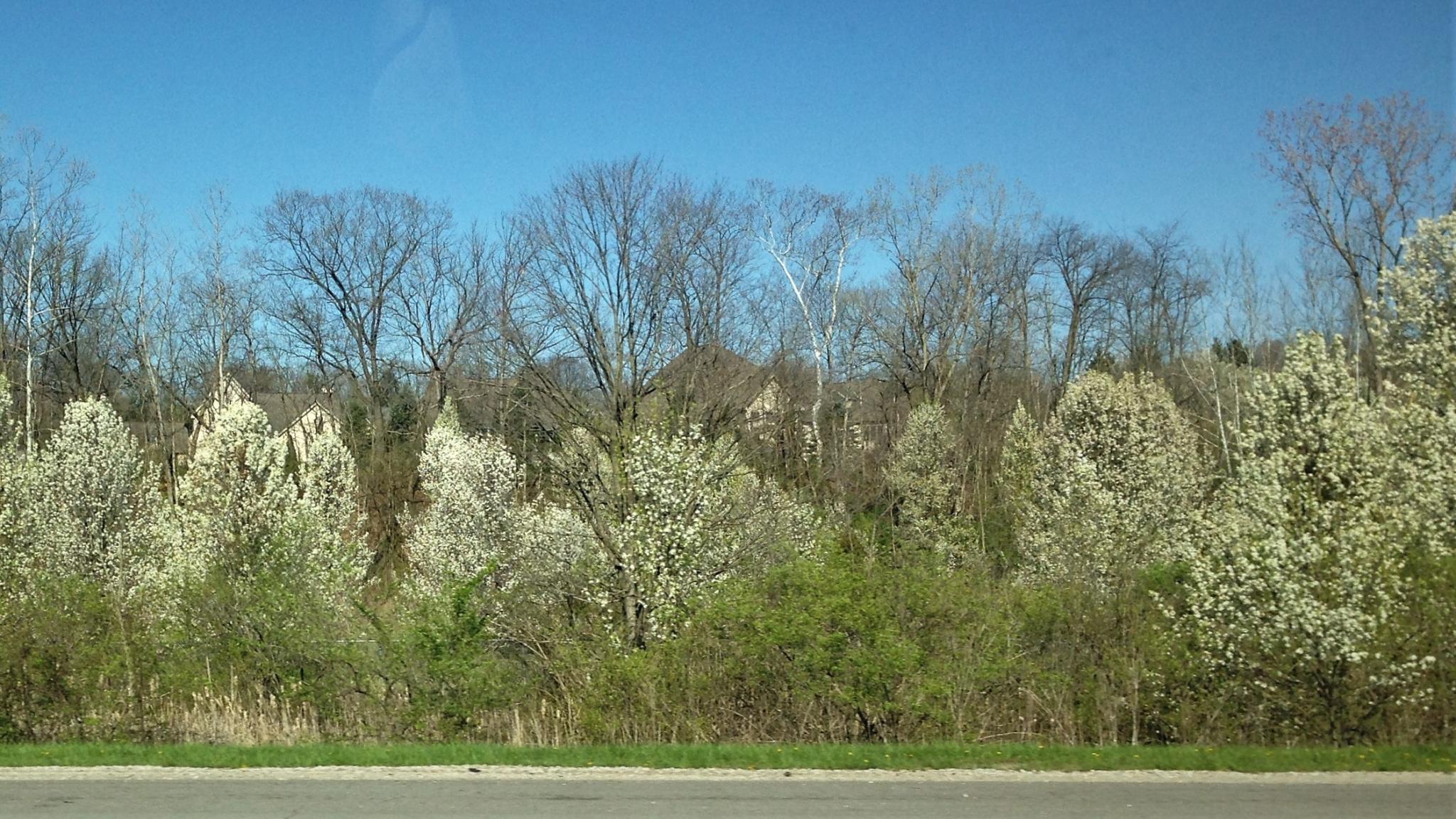a bradford pear invasion
