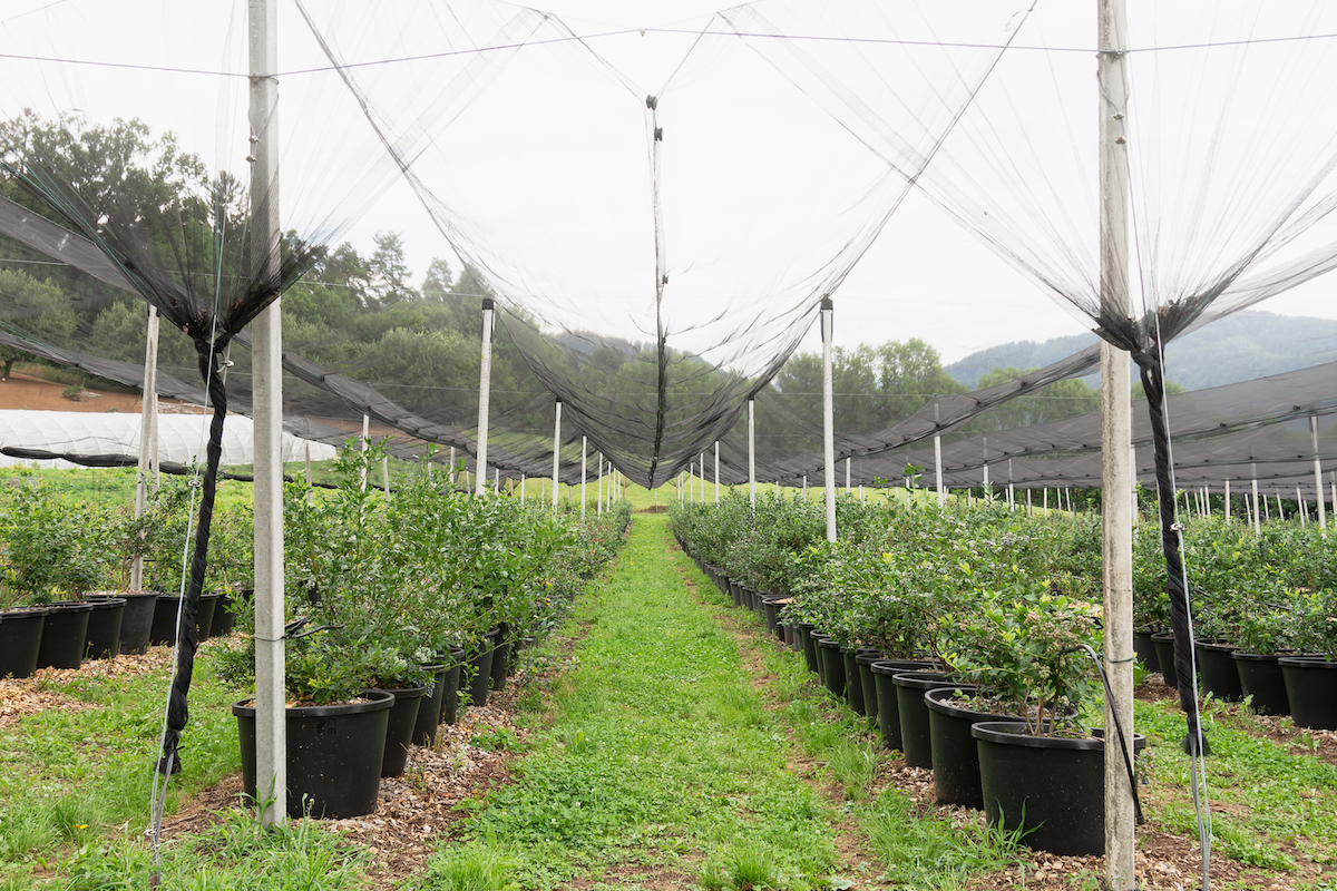 Local berry farm protecting blueberry pots from birds with netting.
