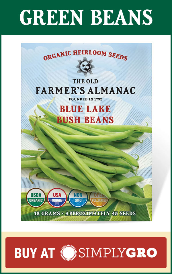 Green Bean Seeds