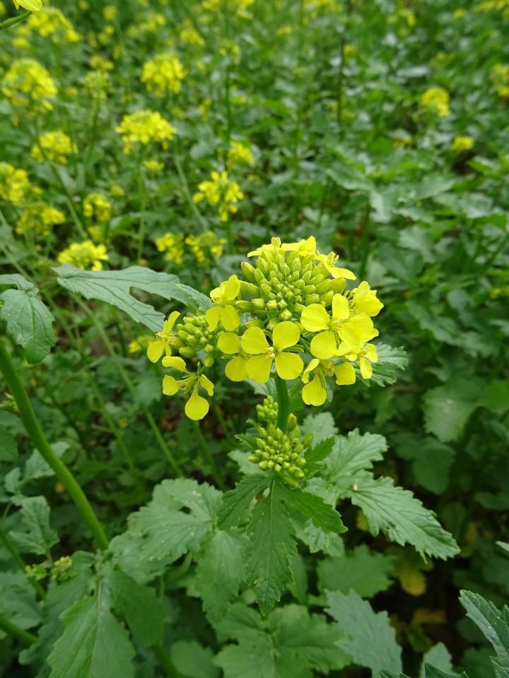 Mustard (Brassica spp.)