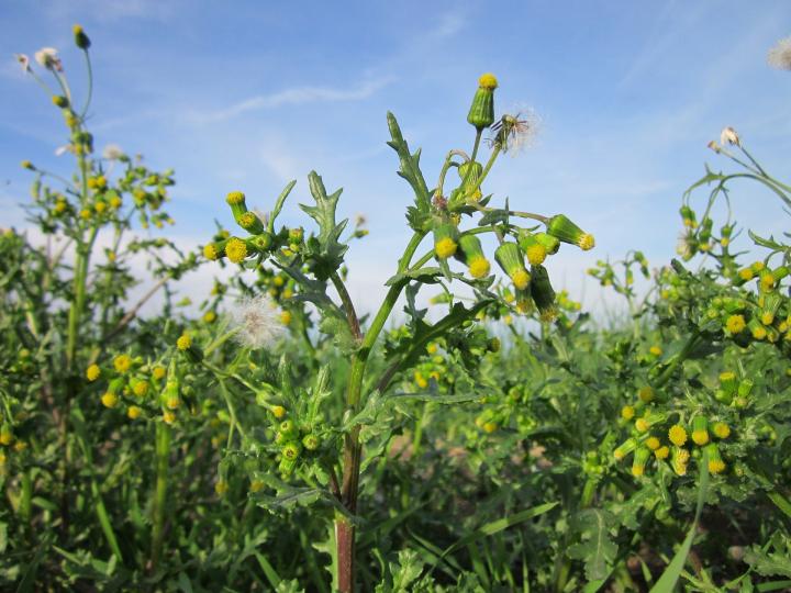 Common groundsel (Senecio vulgaris)