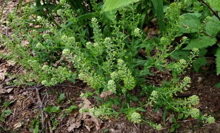 Peppergrass (Lepidium verginicum)